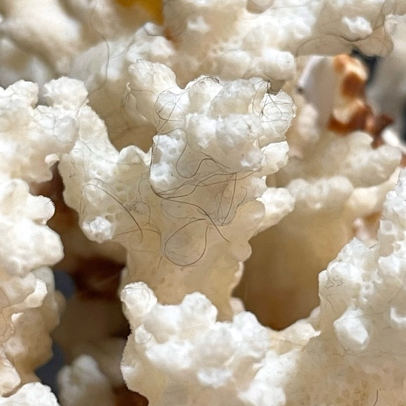 Vintage 1950s Natural Dried Coral Specimen Large Sculpture with Ceramic Base - Picture 9 of 12